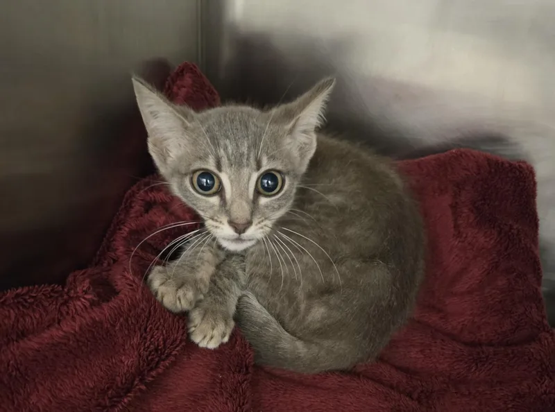 A baby small-sized male Domestic Short Hair cat named Parker for adoption in Hagerstown, MD