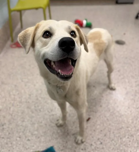 A young large-sized male Labrador Retriever dog named Arlo for adoption in Brighton, CO