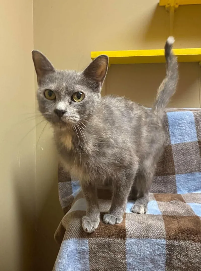 A senior medium-sized female Domestic Short Hair cat named Penny for adoption in Maryville, MO