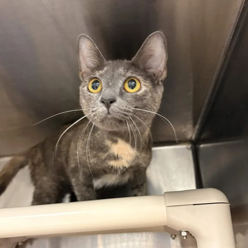 An adult medium-sized female Gray / Blue / Silver Domestic Short Hair cat named Lotus for adoption in Greenville, SC