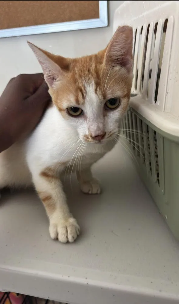 A baby small-sized male Tabby (Orange / Red) American Shorthair cat named Josh for adoption in New Bedford, MA