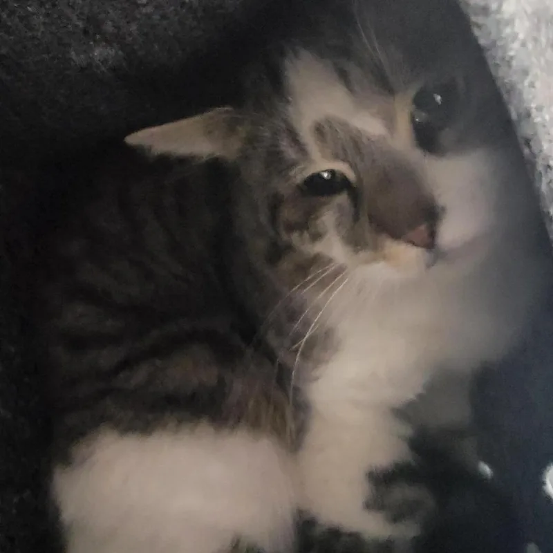 An adult medium-sized male White Domestic Short Hair cat named Bambi for adoption in Salt Lake City, UT