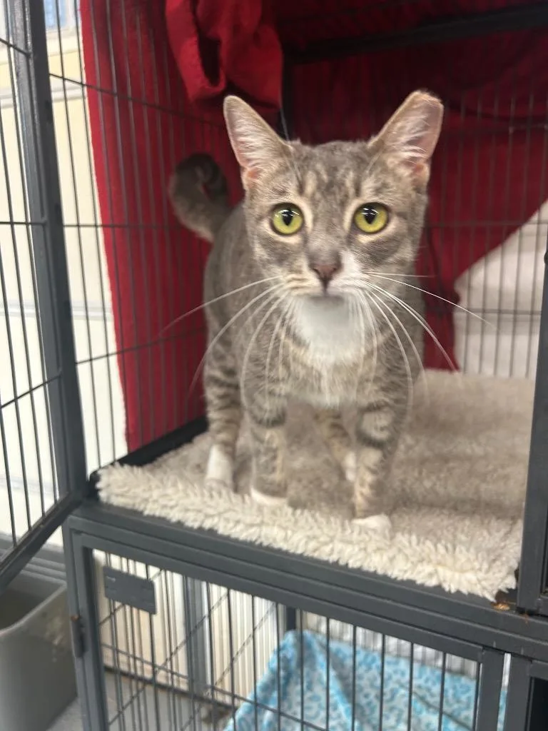 A young medium-sized female Domestic Short Hair cat named Astoria for adoption in Cumming, GA