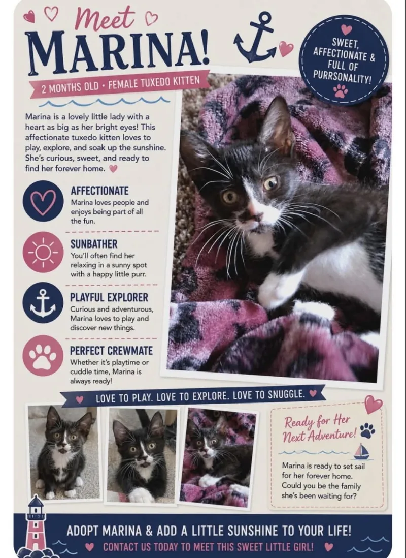 A baby small-sized female Black & White / Tuxedo Domestic Short Hair cat named Marina for adoption in Shrewsbury, MA