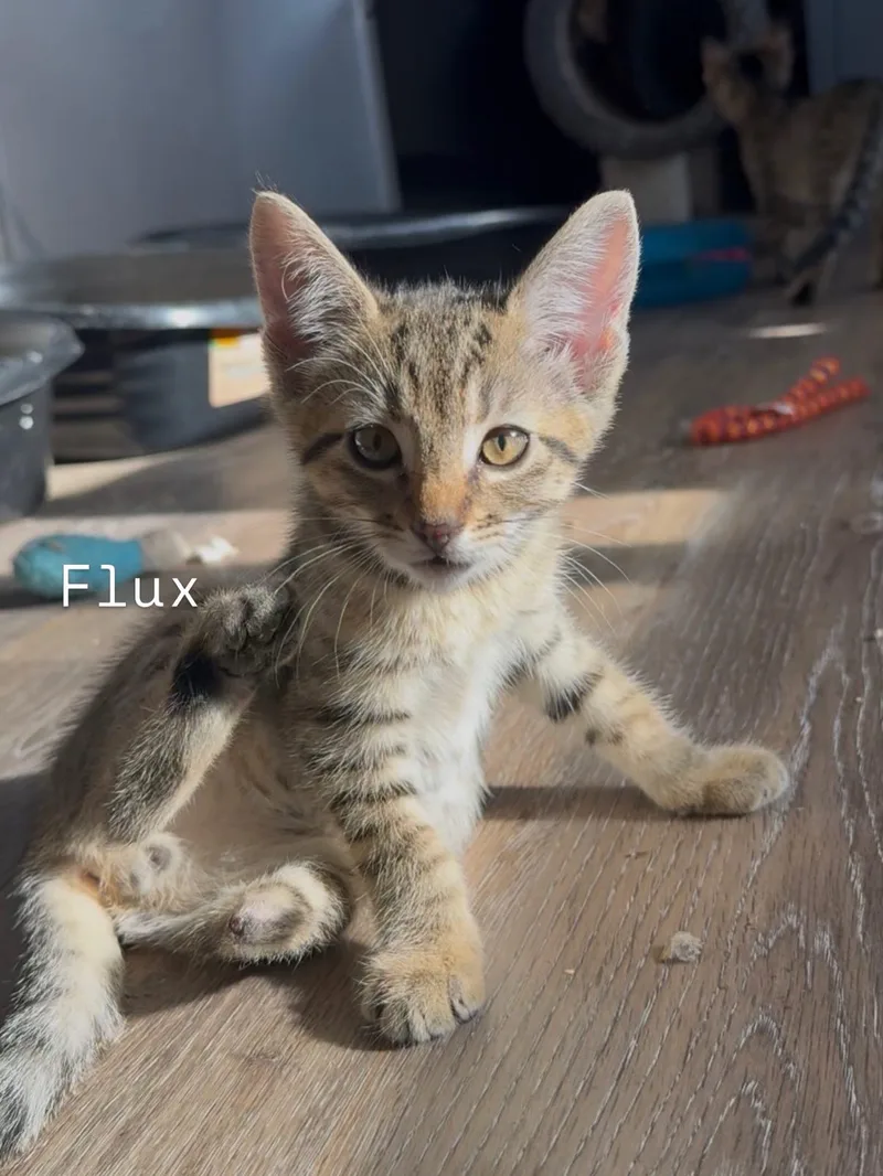 A baby medium-sized male Tabby (Brown / Chocolate) Domestic Short Hair cat named Flux for adoption in Portland, OR