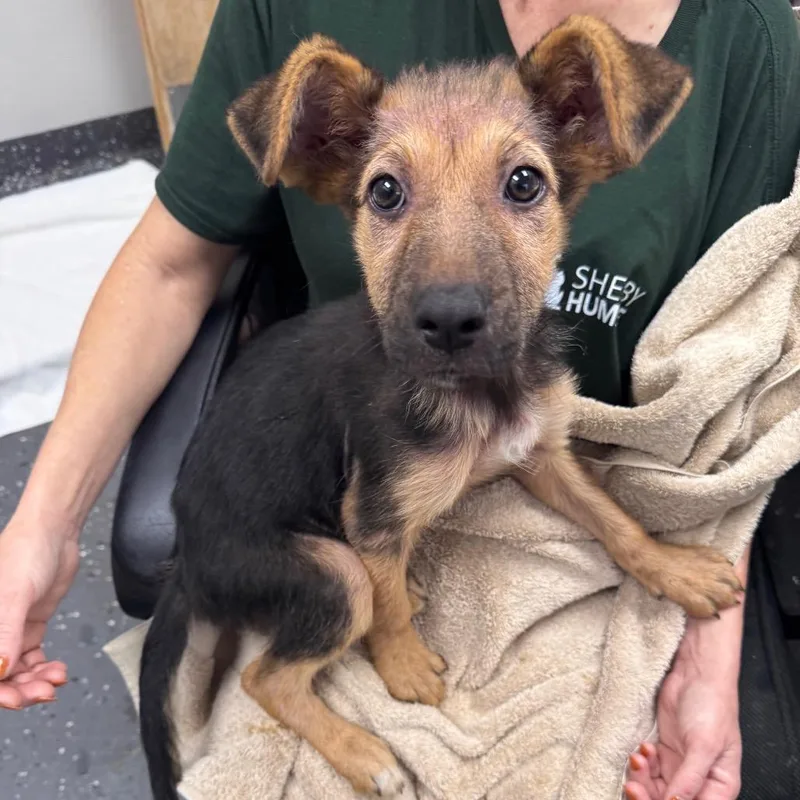 A baby small-sized female Brown / Chocolate Mixed Breed dog named Taylor Ann for adoption in Columbiana, AL