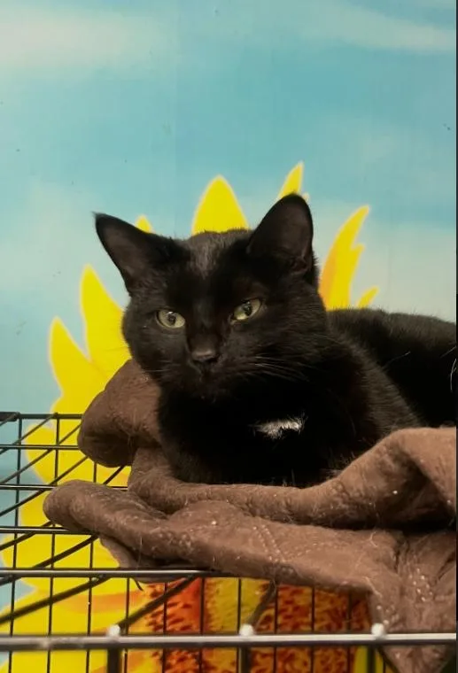A young medium-sized female Black Domestic Short Hair cat named Turnip for adoption in Chicago, IL