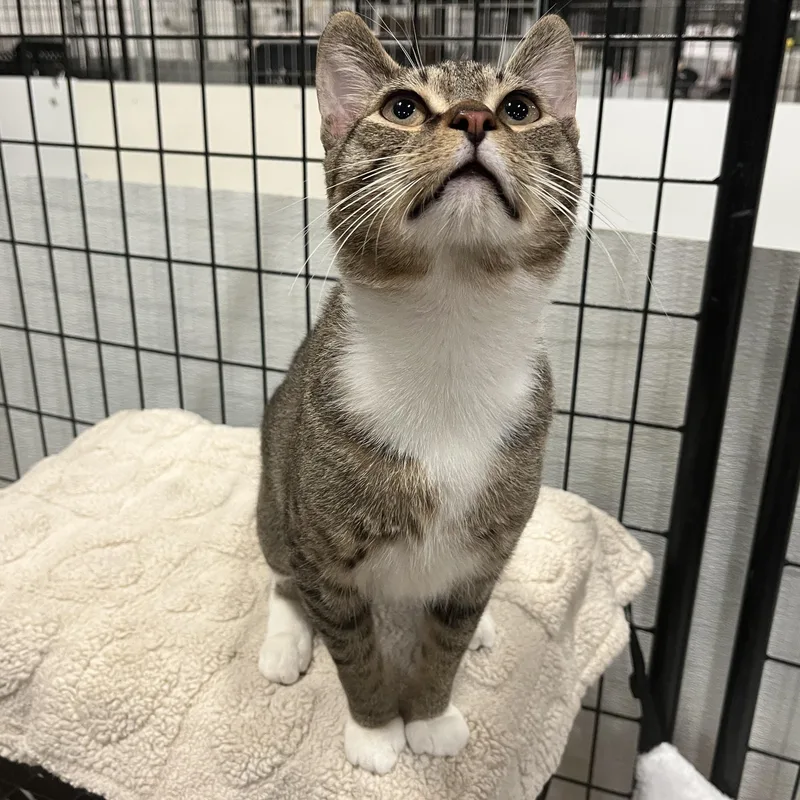 An adult medium-sized male Tabby (Brown / Chocolate) Domestic Short Hair cat named Juno for adoption in Columbus, OH