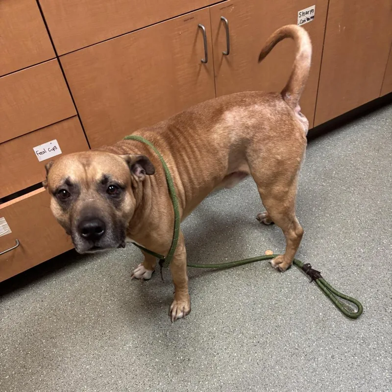 An adult large-sized male Yellow / Tan / Blond / Fawn Pit Bull Terrier dog named Leon S. Kennedy for adoption in Wilmington, DE