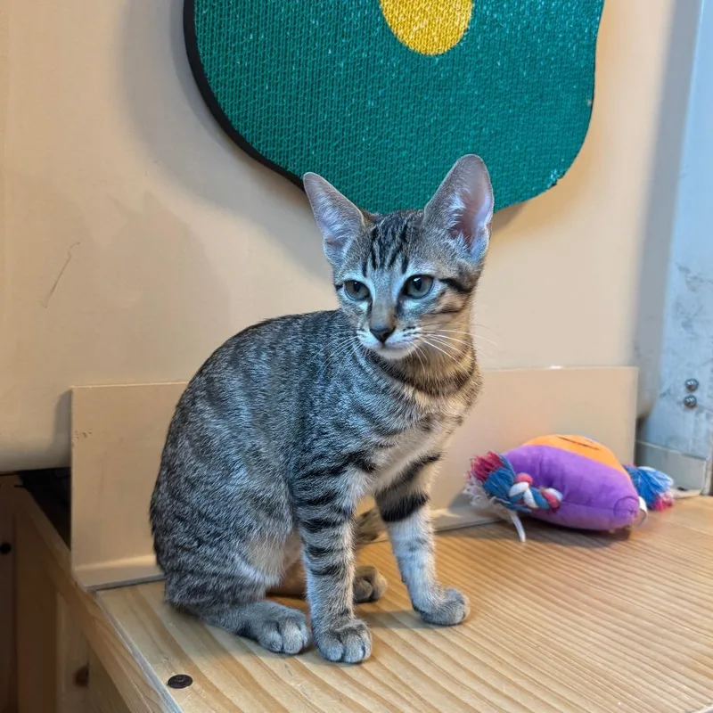 A baby small-sized female Domestic Short Hair cat named Leilani for adoption in Austin, TX