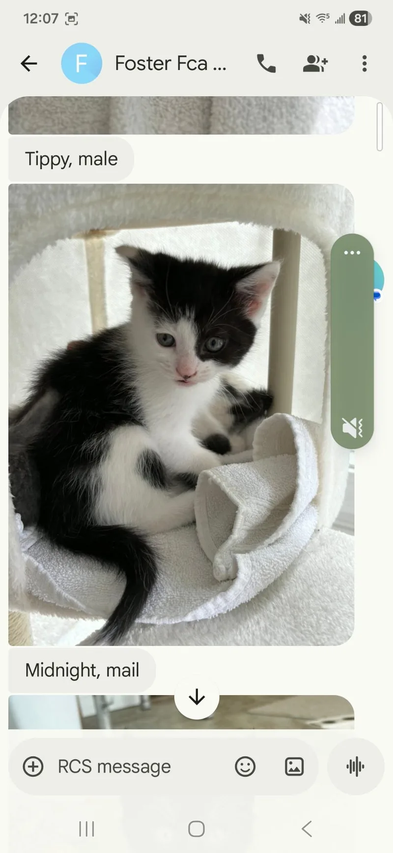 A young medium-sized male Domestic Short Hair cat named Tippy for adoption in Canton, CT