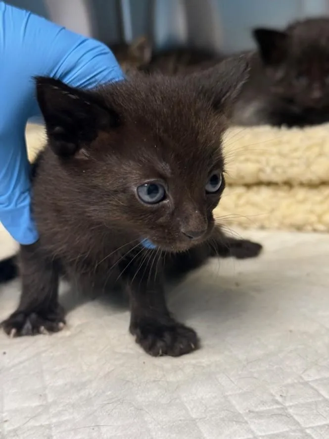 A baby small-sized female Domestic Short Hair cat named Bashful for adoption in Olivehurst, CA