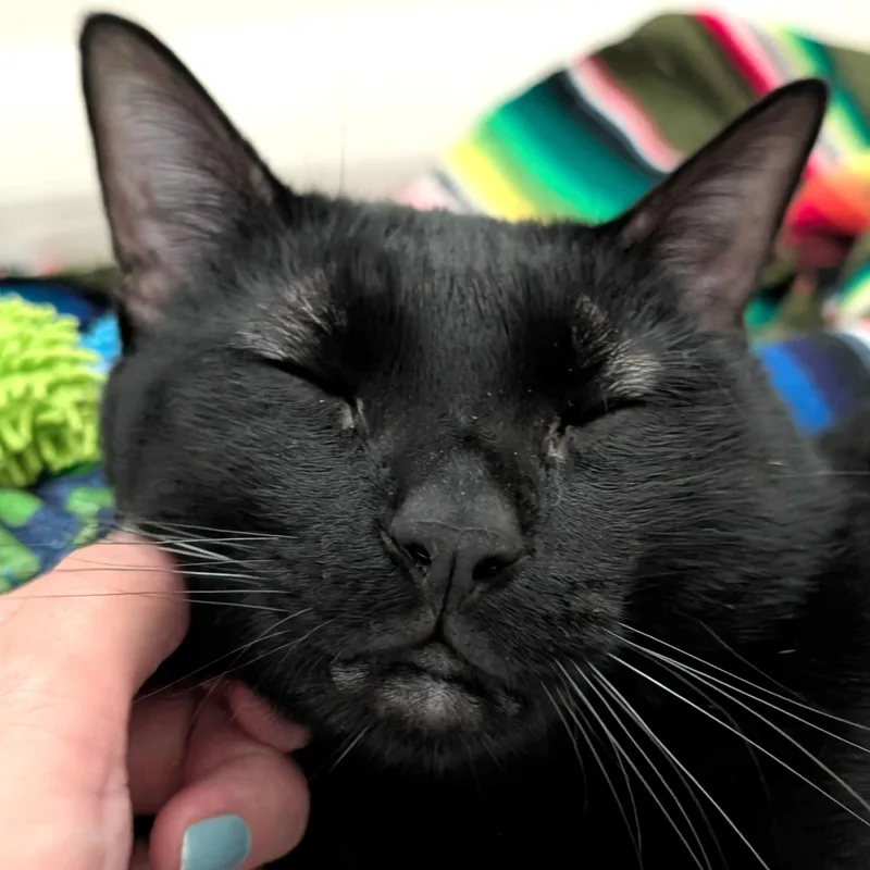 An adult large-sized male Domestic Short Hair cat named Jinx for adoption in Denver, CO