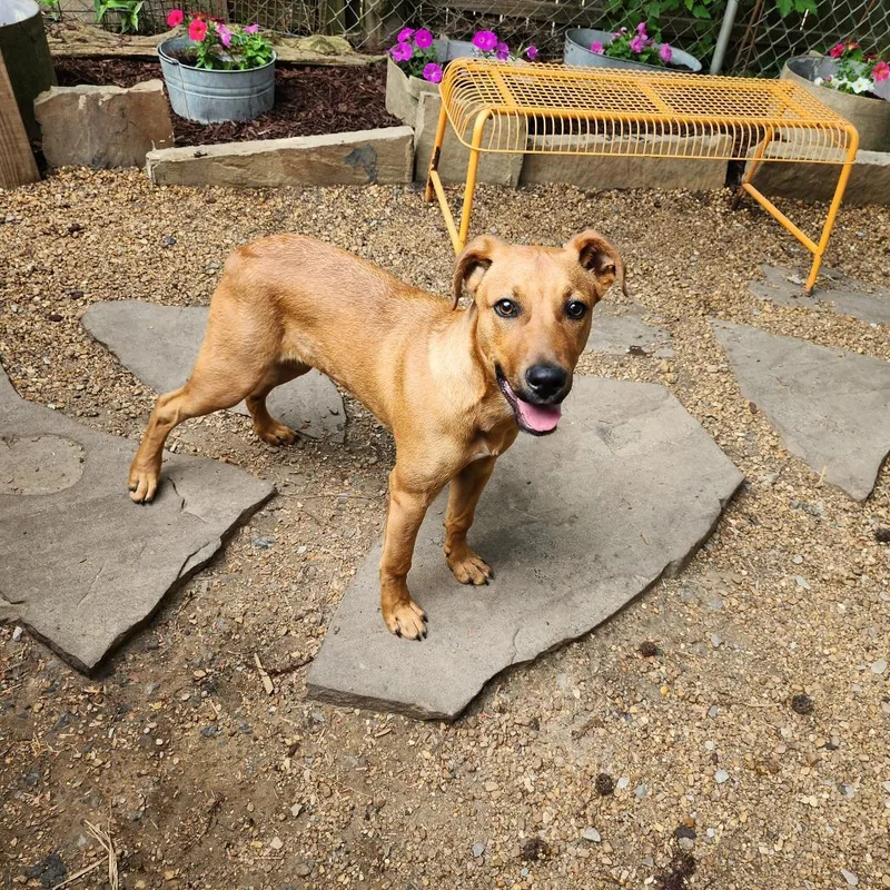 A baby medium-sized male Red / Chestnut / Orange Mixed Breed dog named Rusty for adoption in Boaz, AL