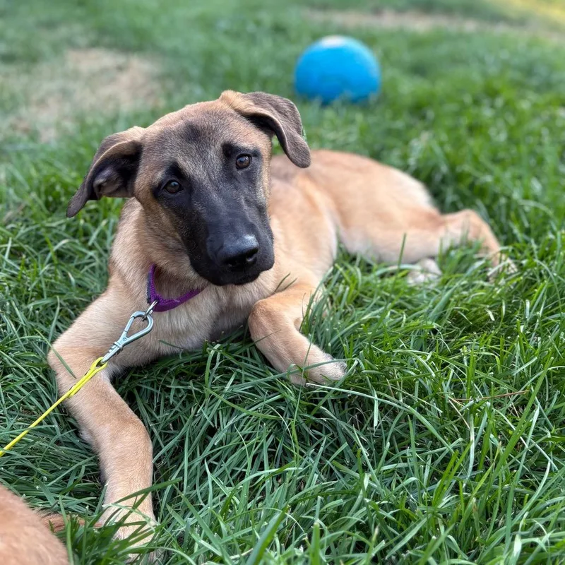 A young medium-sized female Brown / Chocolate Mixed Breed dog named Wren for adoption in Spokane, WA