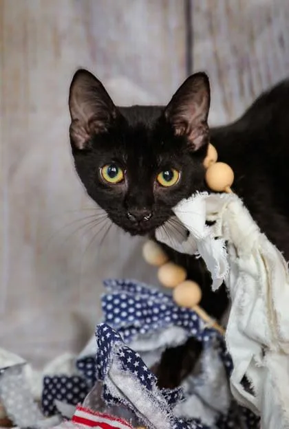 A baby small-sized female Domestic Short Hair cat named Percy for adoption in Dothan, AL