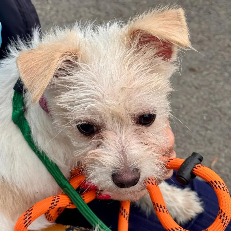 A baby small-sized female Yellow / Tan / Blond / Fawn Terrier dog named Mariah Chino Hills Location for adoption in Chino Hills, CA