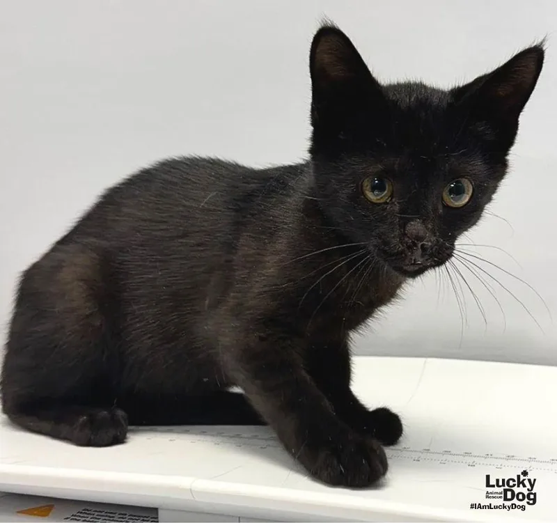 A baby medium-sized female Black Domestic Short Hair cat named Eclipse for adoption in Washington, DC