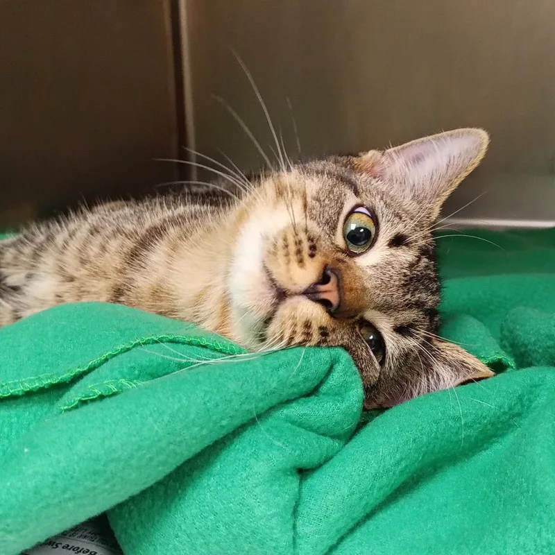 A young medium-sized male Domestic Short Hair cat named Germy for adoption in Galveston, TX