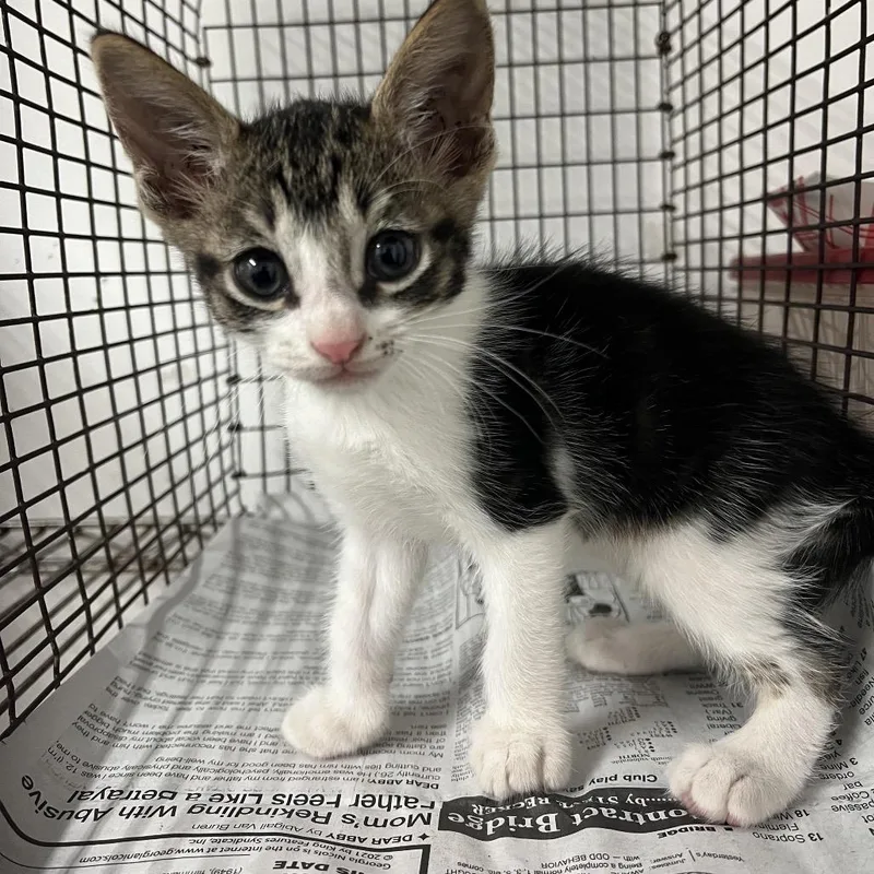 A baby small-sized male Black Domestic Short Hair cat named Federico for adoption in Edinburg, TX