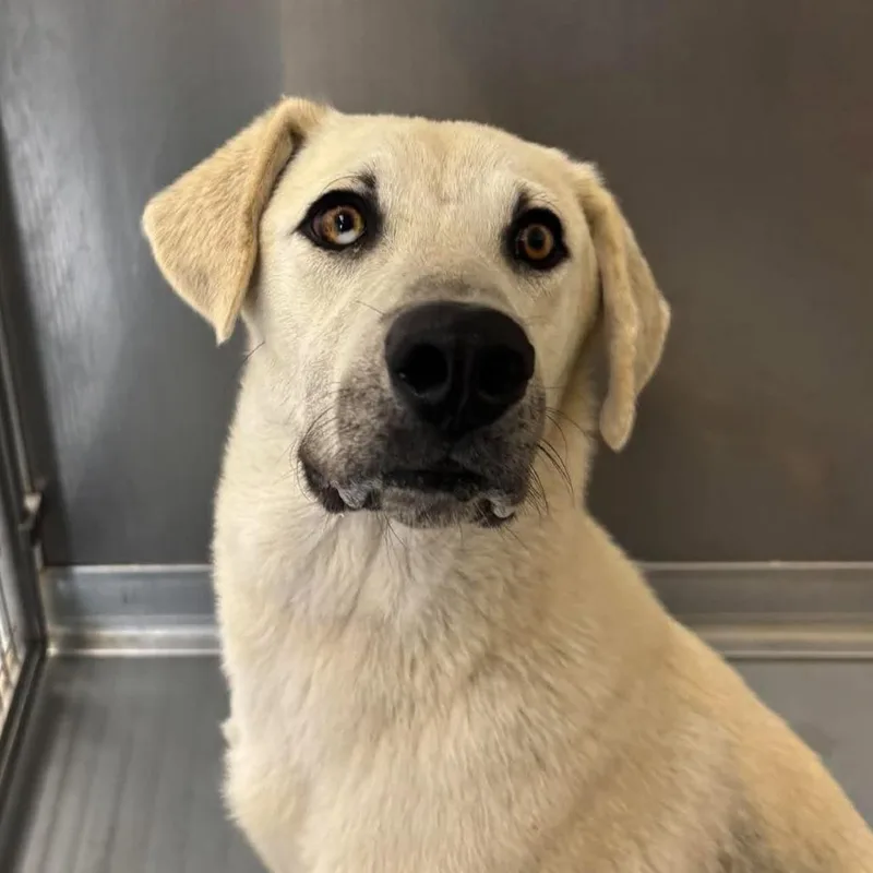 A young medium-sized female Anatolian Shepherd dog named Marley for adoption in Rocky Mount, VA