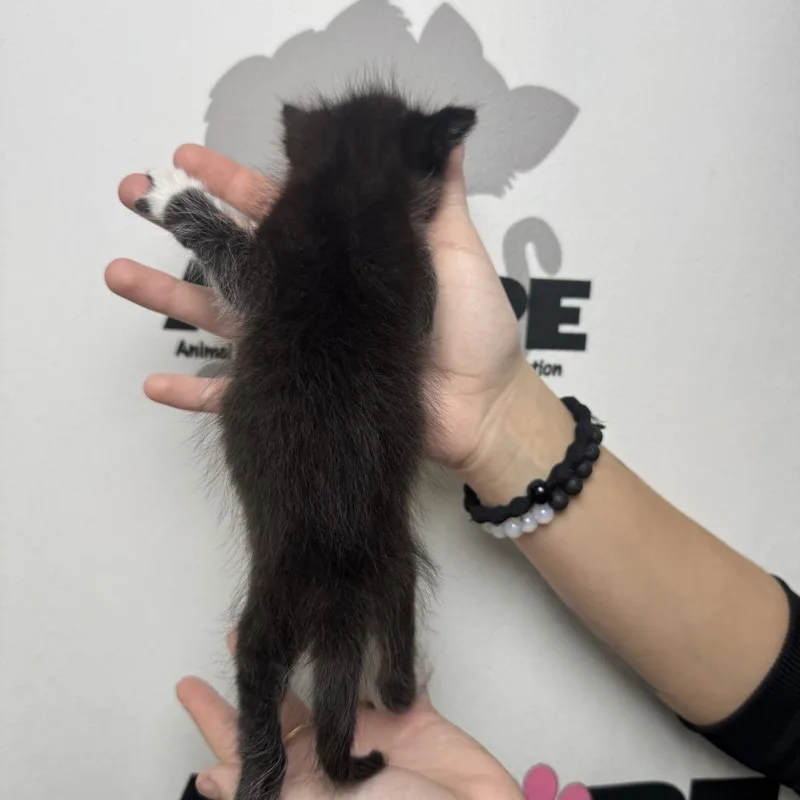 A baby small-sized male Black American Shorthair cat named Dapper for adoption in Milton, FL