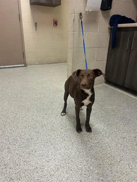 A young medium-sized female Labrador Retriever dog named A for adoption in Conroe, TX