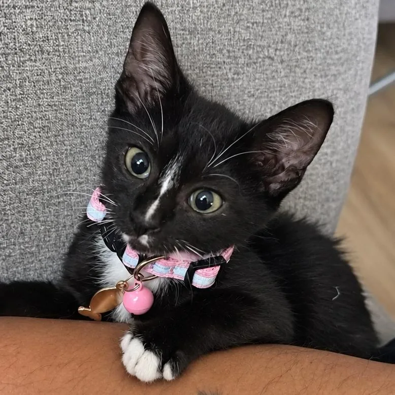 A baby small-sized female Black Domestic Short Hair cat named Spicy Noodle for adoption in Tustin, CA