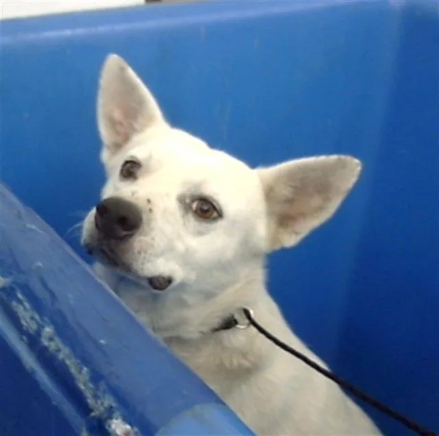 A young medium-sized male Mixed Breed dog named Silas for adoption in Dallas, TX