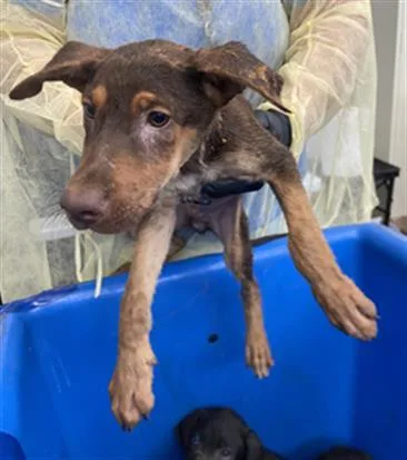 A baby large-sized male Mixed Breed dog named Dale for adoption in Dallas, TX