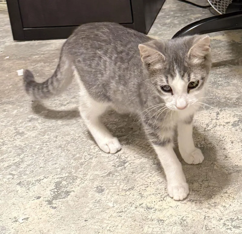 Missy Elliott Bondedtobrutus thumbnail 2