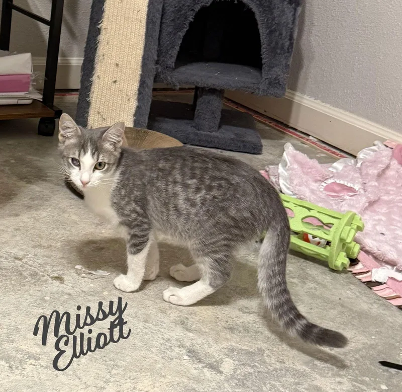 Missy Elliott Bondedtobrutus