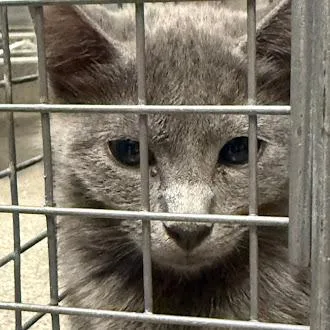 A baby small-sized male Domestic Short Hair cat named Hansel for adoption in Las Vegas, NV
