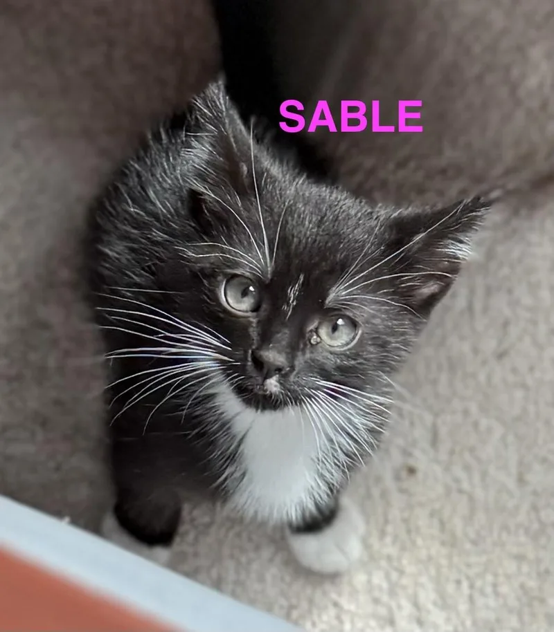 A young small-sized female Black & White / Tuxedo Domestic Short Hair cat named Sable for adoption in Mount Pleasant, SC