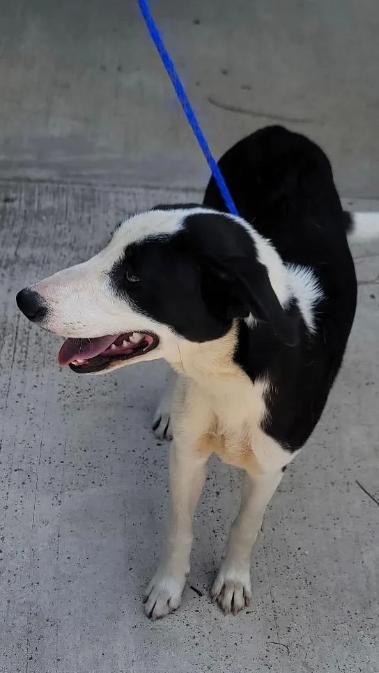 A young medium-sized female Border Collie dog named Sierra for adoption in Charlotte, MI