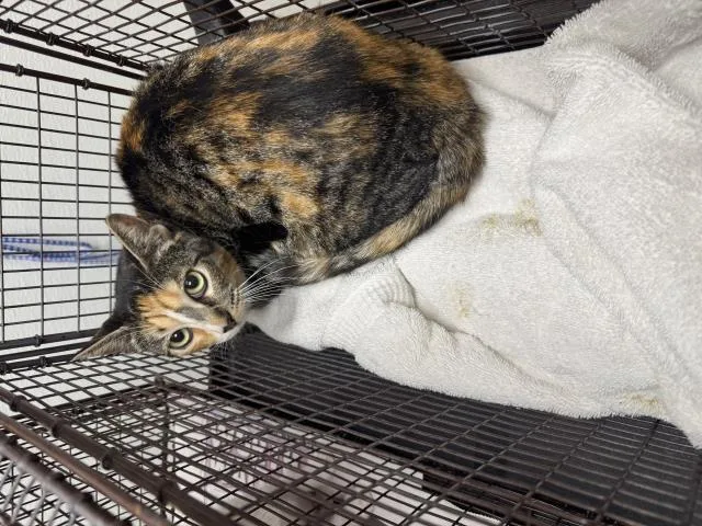 A young large-sized female Domestic Short Hair cat named Sweetie for adoption in Los Angeles, CA