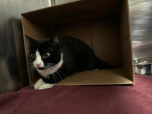 A young medium-sized male Domestic Short Hair cat named Tulip Osmodeus for adoption in Boston, MA