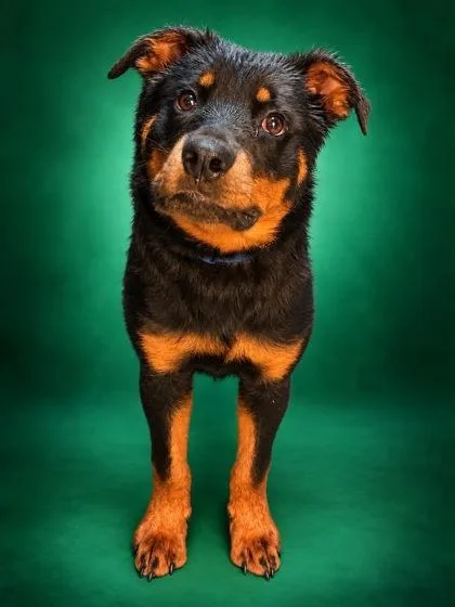 A baby large-sized male Rottweiler dog named Tokyo for adoption in Bowling Green, KY