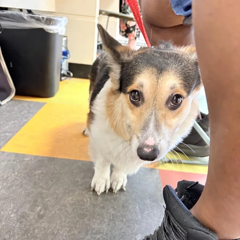 An adult small-sized male Black Corgi dog named Stubbs for adoption in Philadelphia, PA