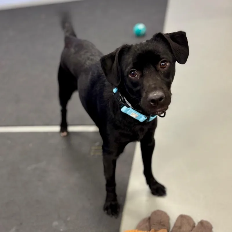 An adult small-sized male Black Mixed Breed dog named Mitch for adoption in Wantagh, NY