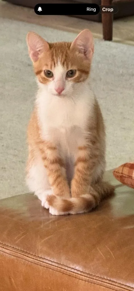 A baby medium-sized male Domestic Short Hair cat named Redmond for adoption in Fort Oglethorpe, GA