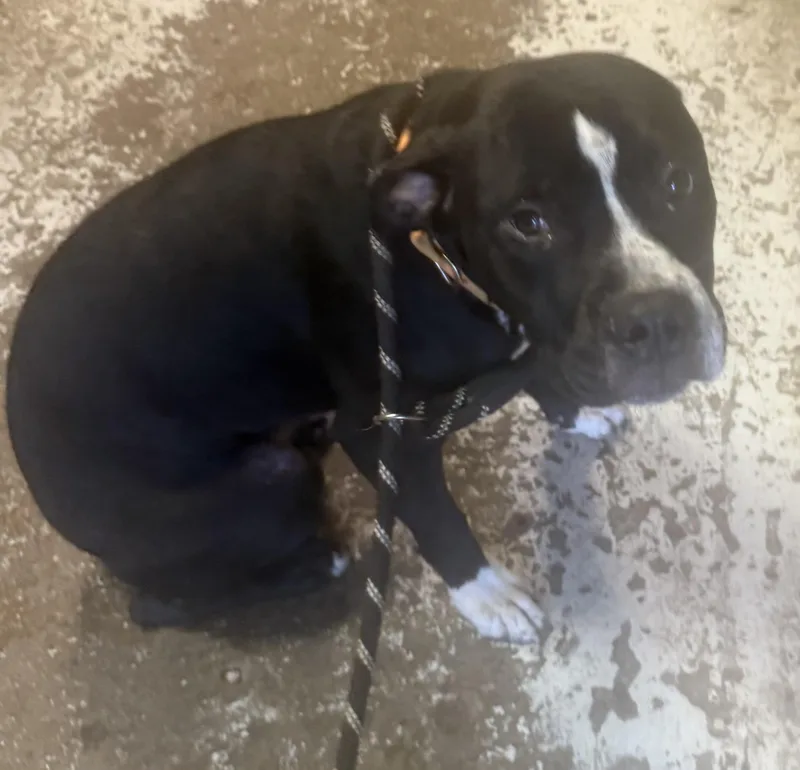 A young medium-sized male Black Pit Bull Terrier dog named Biberty HOLD for adoption in Canton, OH