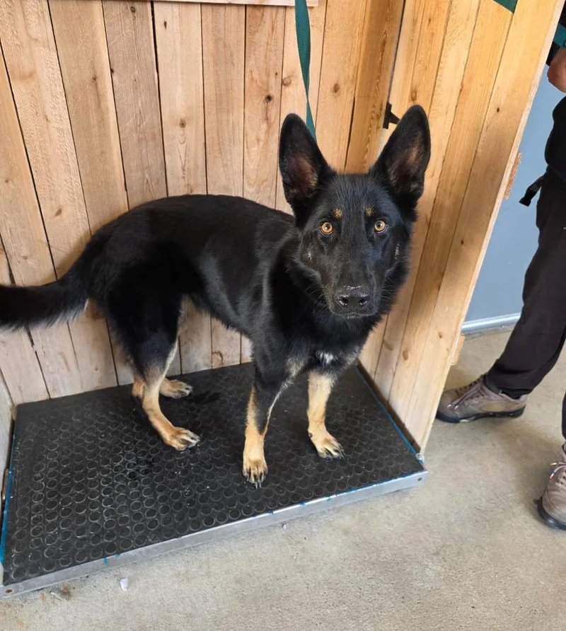 A young large-sized female Shepherd dog named Tracey for adoption in Missouri City, TX