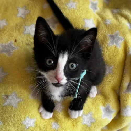 A baby small-sized male Domestic Short Hair cat named Friday for adoption in Tampa, FL
