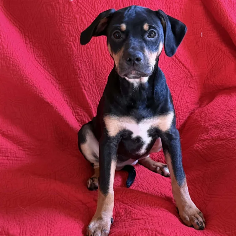A baby extra large-sized female Black Rottweiler dog named Emilia for adoption in Hatfield, PA