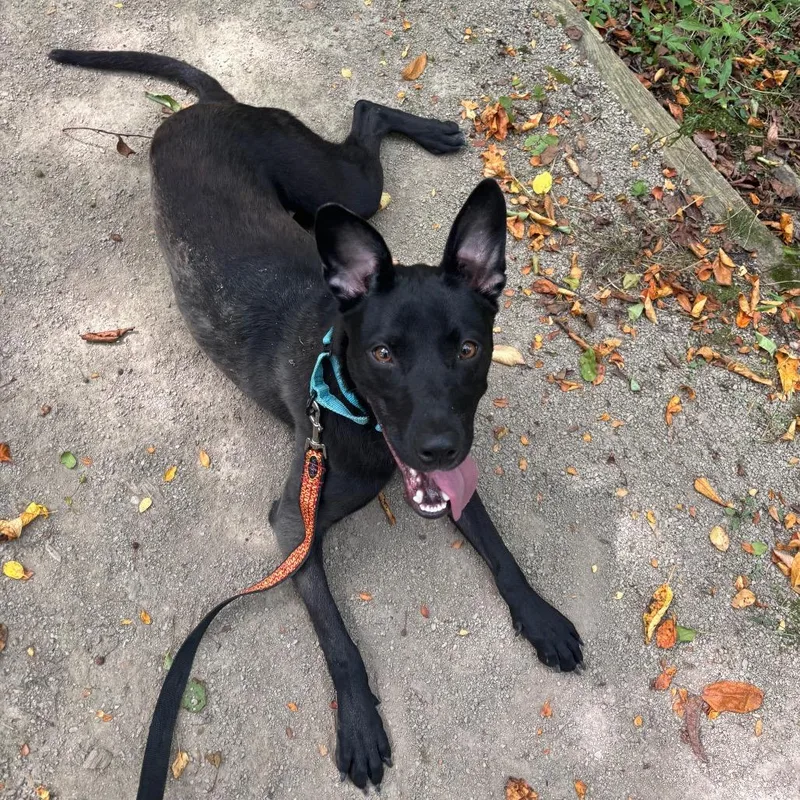 A young medium-sized female Black Labrador Retriever dog named Raven for adoption in Novelty, OH