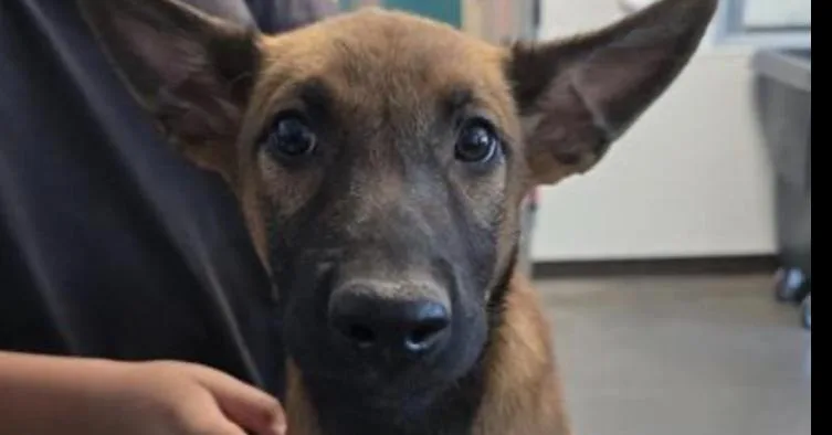 A baby small-sized female Belgian Shepherd / Malinois dog named Ember Located in CA for adoption in BELLINGHAM, WA