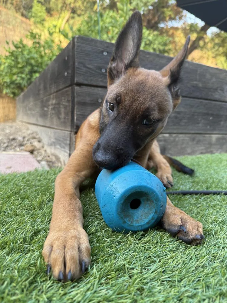 Ember Located in CA thumbnail 2
