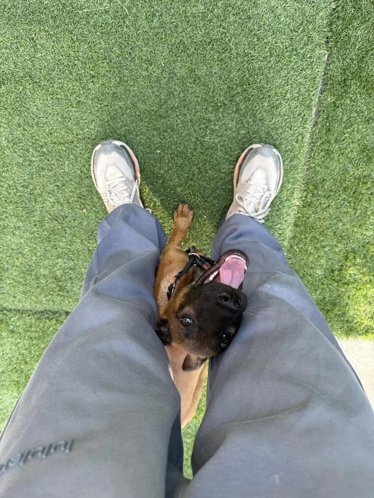 Ember Located in CA thumbnail 3
