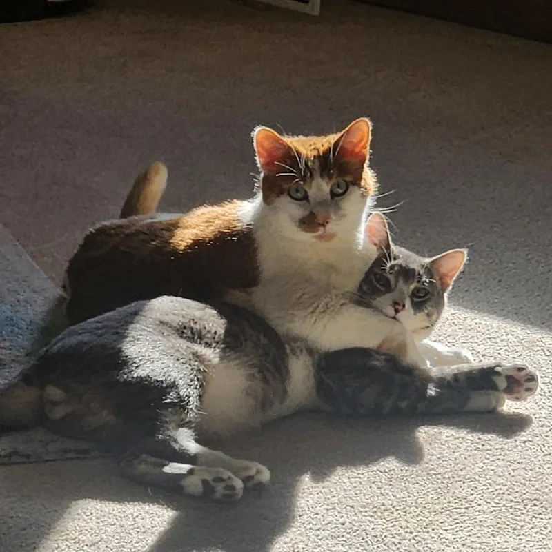 An adult small-sized male Orange / Red American Shorthair cat named Chaos  Home To for adoption in South Elgin, IL